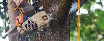 Lawn Pest Prevention in Fort Clark Springs, TX