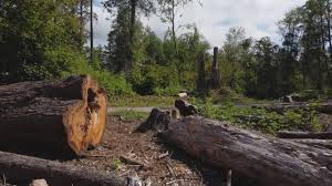 Mulching Services in Fort Clark Springs, TX