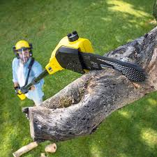 Reliable Fort Clark Springs, TX Tree Services Solutions