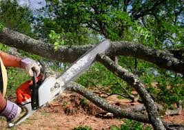 How Our Tree Care Process Works  in  Fort Clark Springs, TX